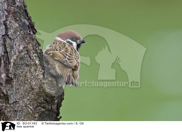 tree sparrow / SO-01183