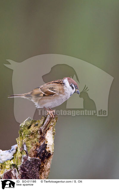 tree sparrow / SO-01186