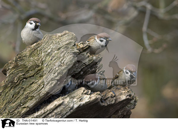 Eurasian tree sparrows / THA-01491