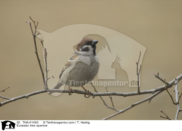 Eurasian tree sparrow / THA-01493
