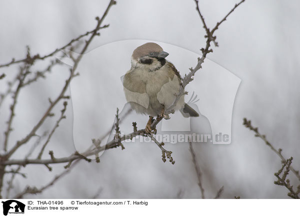 Eurasian tree sparrow / THA-01496