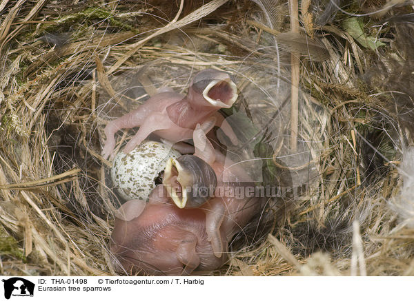 Eurasian tree sparrows / THA-01498