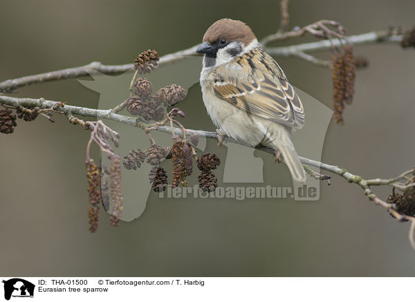 Eurasian tree sparrow / THA-01500