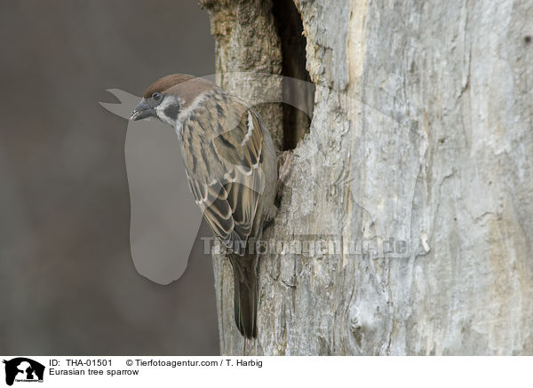 Eurasian tree sparrow / THA-01501