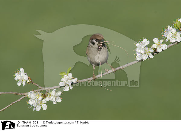 Eurasian tree sparrow / THA-01503
