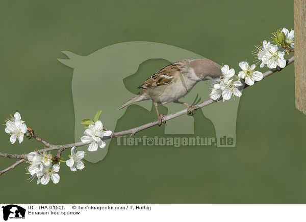 Eurasian tree sparrow / THA-01505
