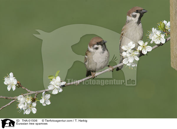 Eurasian tree sparrows / THA-01506