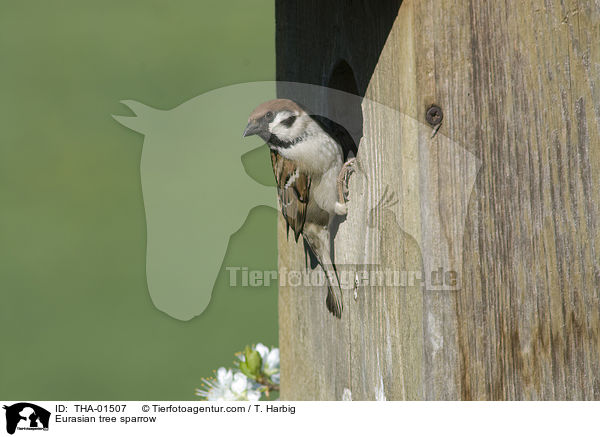 Eurasian tree sparrow / THA-01507