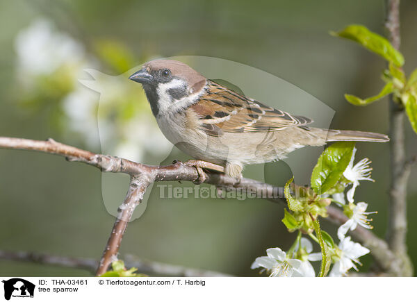tree sparrow / THA-03461
