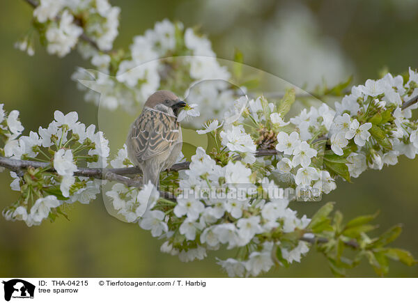 tree sparrow / THA-04215