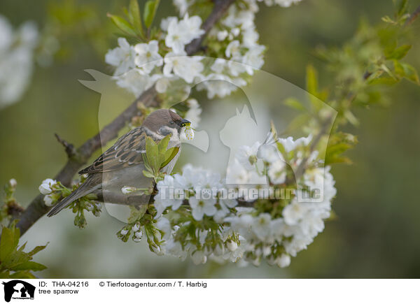 tree sparrow / THA-04216