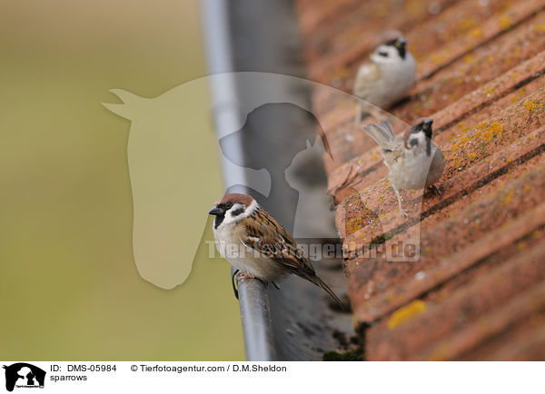 sparrows / DMS-05984