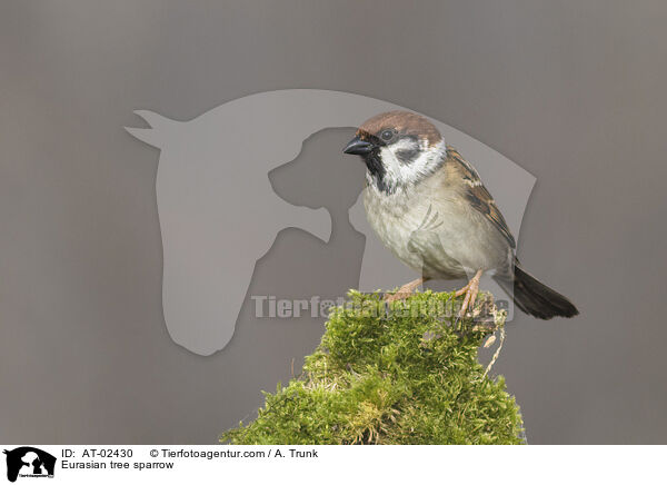 Feldsperling / Eurasian tree sparrow / AT-02430