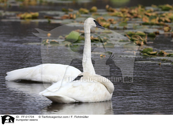 trumpeter swans / FF-01704