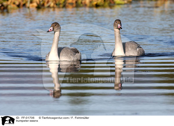 trumpeter swans / FF-01706