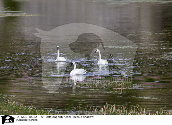 trumpeter swans / MBS-10382