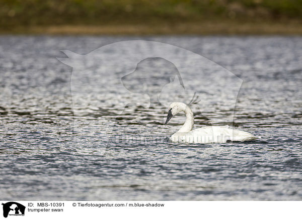 trumpeter swan / MBS-10391