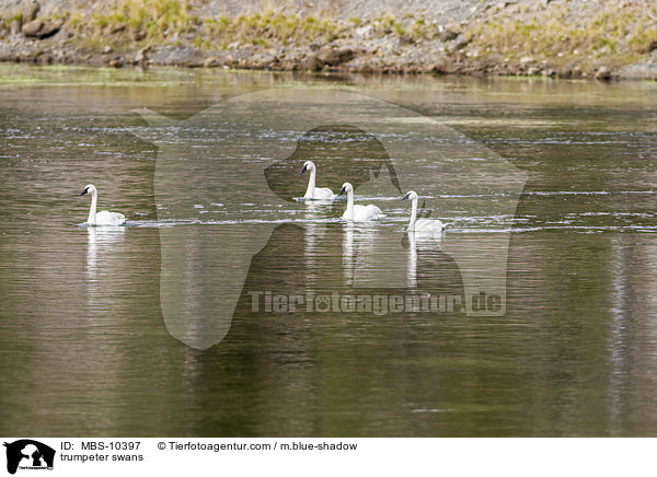 trumpeter swans / MBS-10397