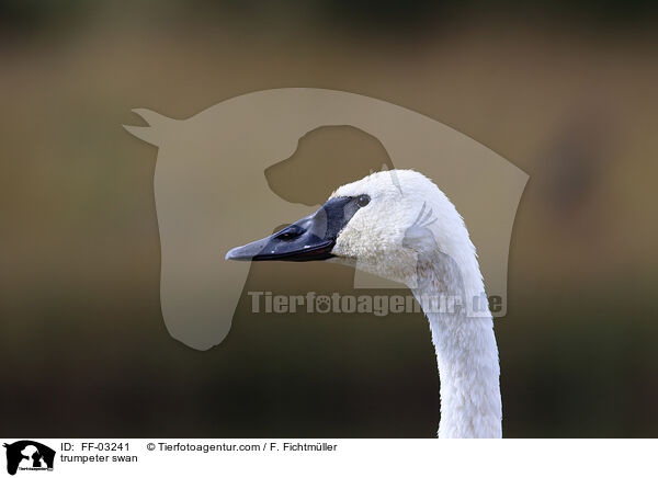 trumpeter swan / FF-03241
