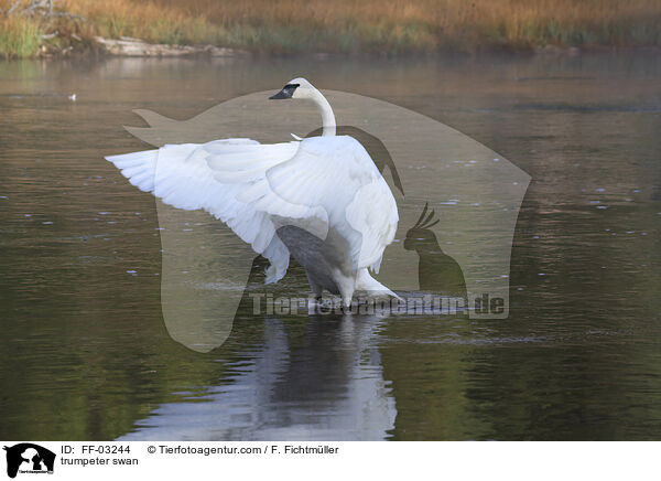 trumpeter swan / FF-03244