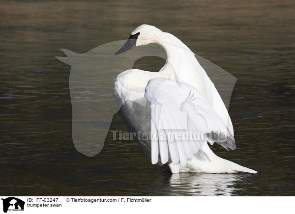 trumpeter swan / FF-03247