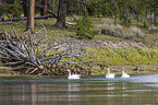 trumpeter swans