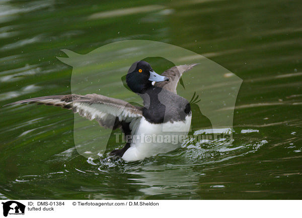 tufted duck / DMS-01384