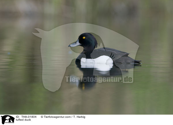 tufted duck / THA-01804