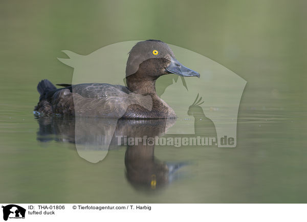 tufted duck / THA-01806