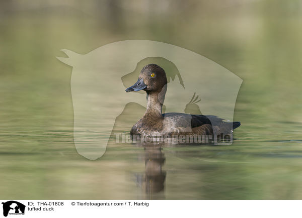 tufted duck / THA-01808