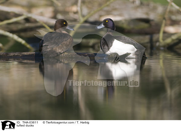 tufted ducks / THA-03611