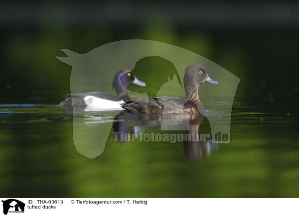 tufted ducks / THA-03613