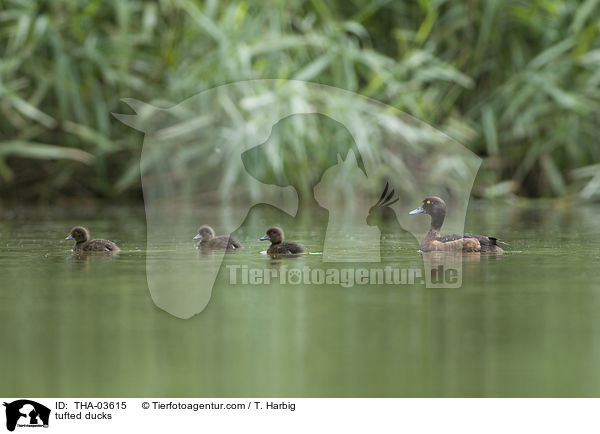 tufted ducks / THA-03615