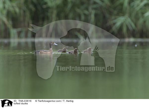 tufted ducks / THA-03616