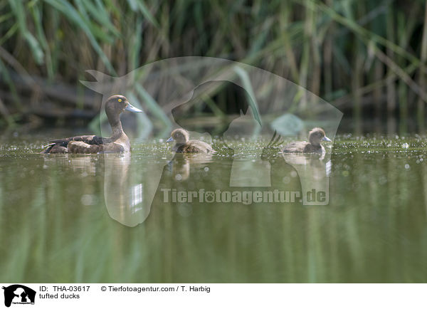 tufted ducks / THA-03617