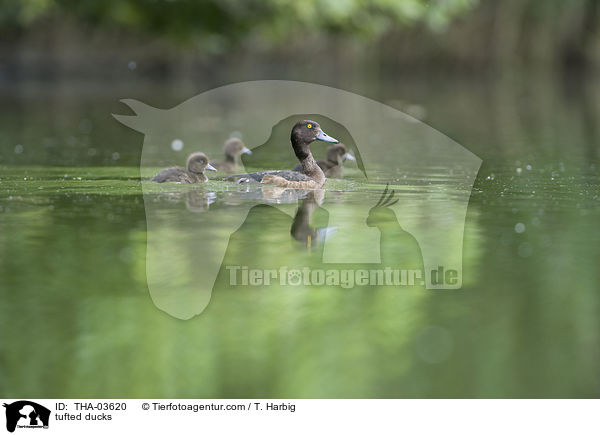 tufted ducks / THA-03620