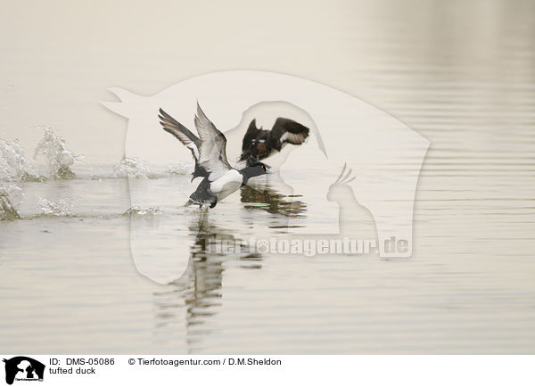 tufted duck / DMS-05086