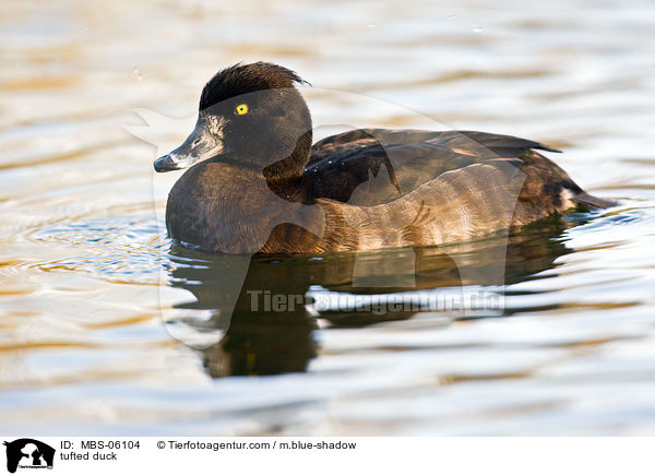 tufted duck / MBS-06104