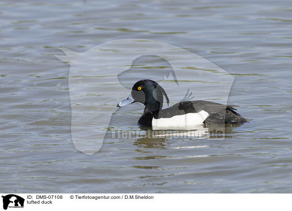 tufted duck / DMS-07108