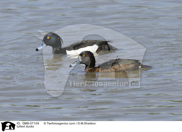 tufted ducks / DMS-07109