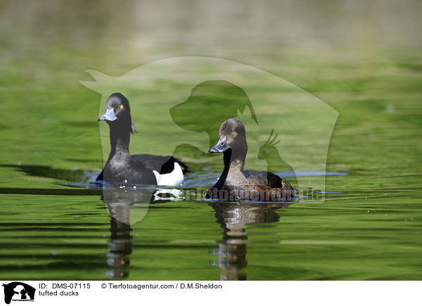 tufted ducks / DMS-07115