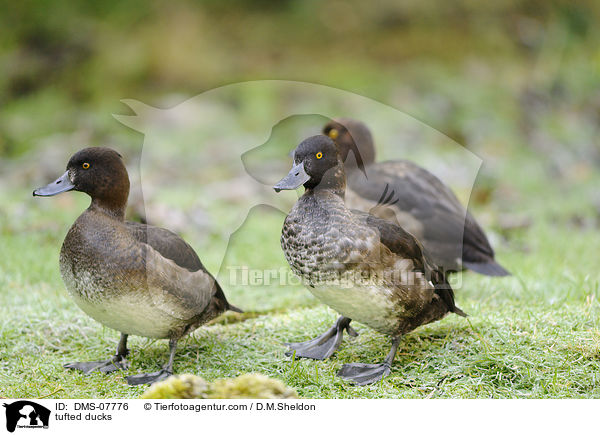 tufted ducks / DMS-07776