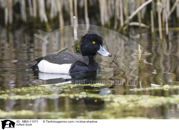 tufted duck / MBS-11071