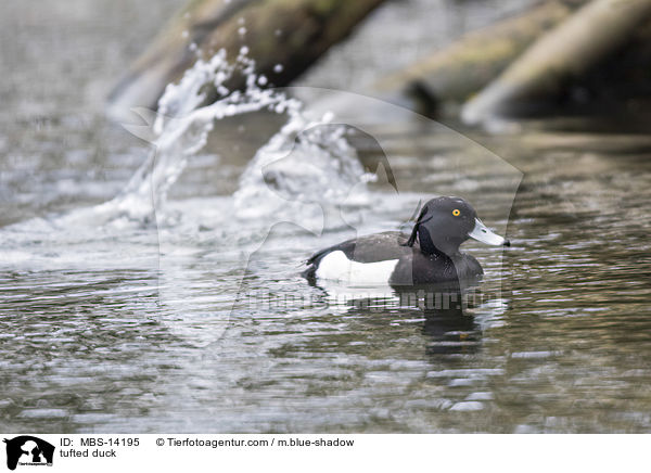 tufted duck / MBS-14195
