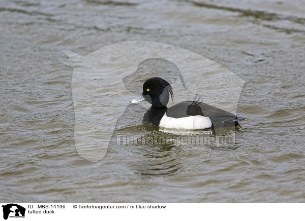tufted duck / MBS-14196