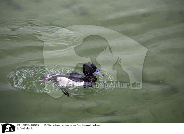 tufted duck / MBS-16089