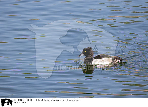 tufted duck / MBS-16090