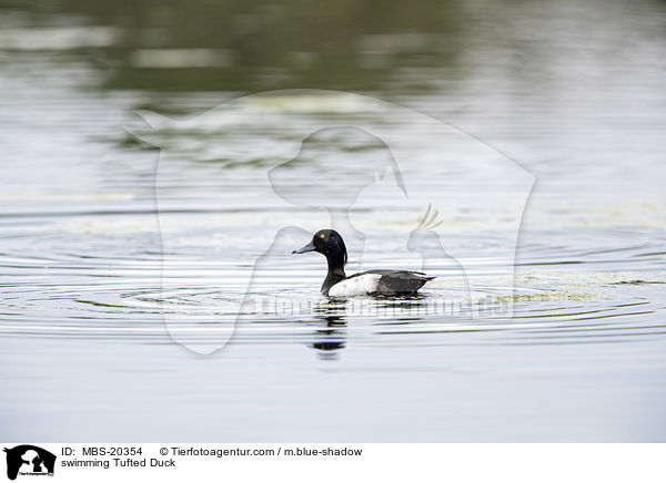 swimming Tufted Duck / MBS-20354