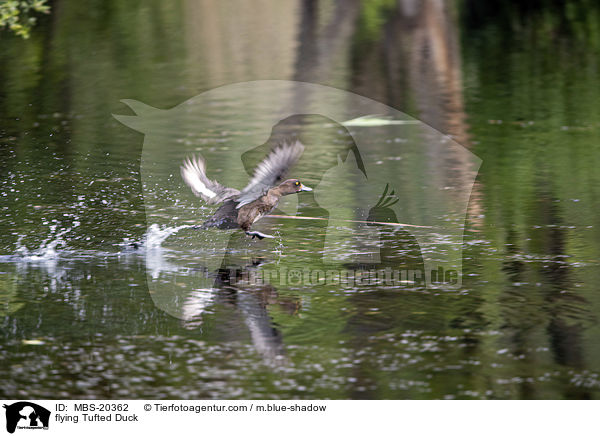 flying Tufted Duck / MBS-20362