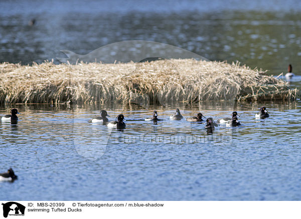swimming Tufted Ducks / MBS-20399